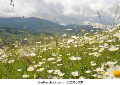 Splendid wild fresh small tiny camomiles flowers pink clovers green grass on medow high beautiful mountains with grey and white clouds on background outdoor, horizontal picture