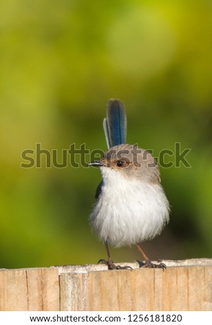 Similar – young great tit with sunflower seed