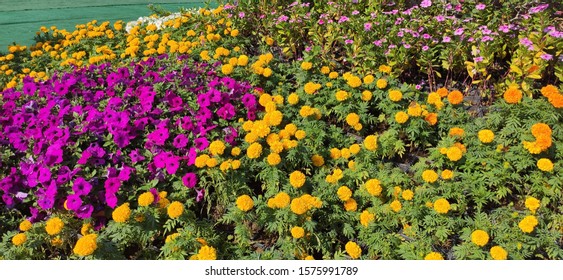 Qatar Flowers Colors Images Stock Photos Vectors Shutterstock