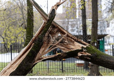 Splintered tree trunk broken by hurricane wind force close up