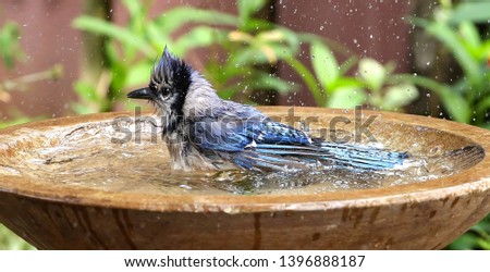 Splish splash bluejay taking a bath in a backyard birdbath.