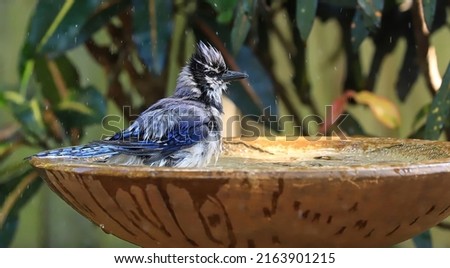 Splish splash Bluejay taking a bath in a backyard bird bath.  