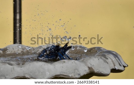splish splash. Eastern bluebird taking a bath.