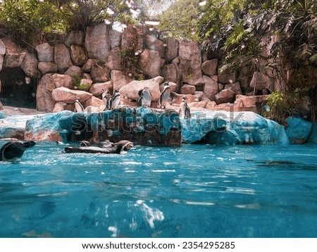 Splish, splash! This English penguin takes a refreshing dip in the pool, enjoying a serene and sophisticated swim.