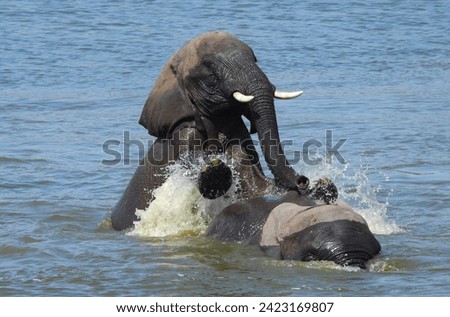 Splish Splashing Elephants in Sabi Sands, South Africa