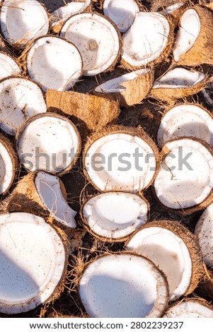 Split coconuts drying under the sun, fresh tropical fruit halves arranged for copra production, natural organic background for agricultural industry concepts