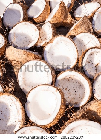 Split coconuts drying under the sun, fresh tropical fruit halves arranged for copra production, natural organic background for agricultural industry concepts