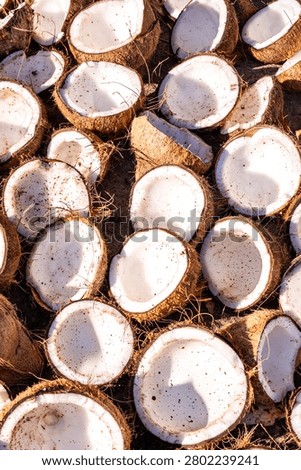 Split coconuts drying under the sun, fresh tropical fruit halves arranged for copra production, natural organic background for agricultural industry concepts