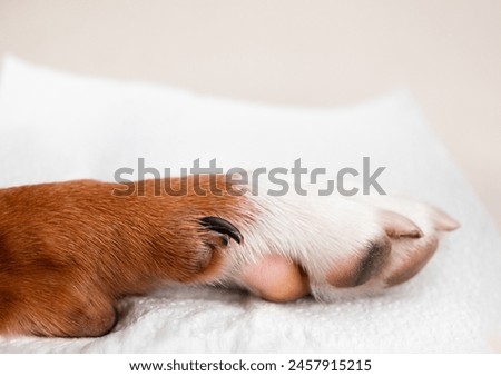 Split dew claw on dog paw. Close up of puppy dog dewclaw broken. Dog first aid concept and when to visit veterinarian for nail or claw injuries. Female Harrier mix. Selective focus.