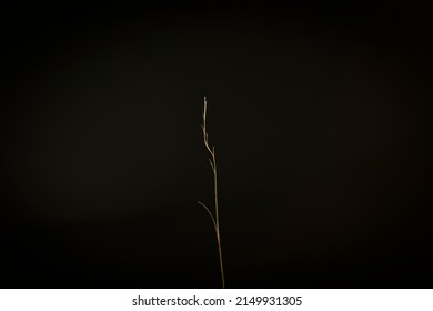 Split Ends Of A Hair Close Up, Damaged, Causing Breakage, Frizz, And Scraggly Strands Making The Hair Cut Looking Unhealthy And The Texture Rough And Coarse