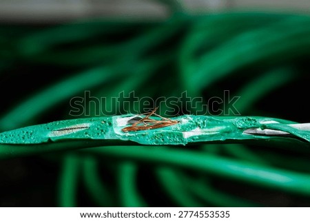 Split extension cord insulation with exposed wire showing electrical shock hazard, fire risk, and unsafe household equipment.