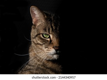 Split Face Portrait Of Tabby Cat