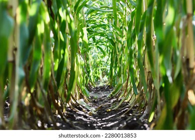 Split green path in corn maze