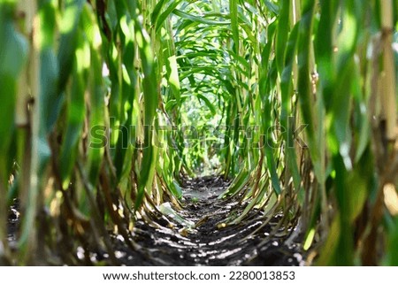 Split green path in corn maze