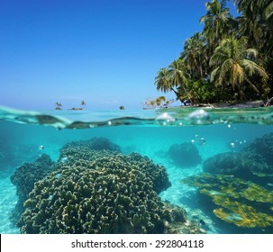 Split Image Over And Under Sea Surface With Coconut Trees On Tropical Shore Above Waterline And Corals Underwater, Caribbean Sea