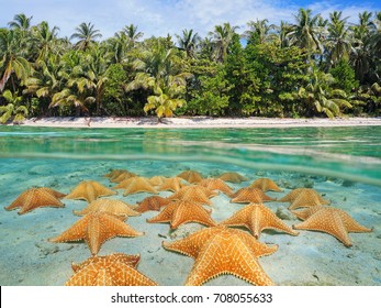 Split Image Over And Under Sea Surface Near The Shore Of A Tropical Beach Above Waterline And A Group Of Starfish Underwater On Sandy Seabed, Caribbean, Panama