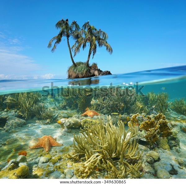 水辺の上に2本のココナツヤシの木と 水中にヒトデ カリブ海 パナマの珊瑚を持つ島の近くの海面と海面に分割した画像 の写真素材 今すぐ編集