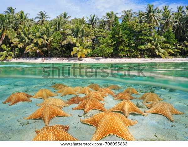 Split image over and under sea surface\
near the shore of a tropical beach above waterline and a group of\
starfish underwater on sandy seabed, Caribbean,\
Panama