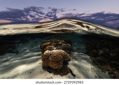 Split level view of a coral reef at sunset at Lady Elliot Island, Queensland, Australia, showing healthy coral formations beneath calm coastal waters.
