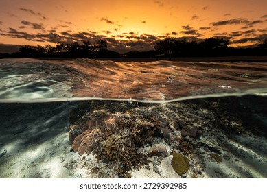 Split level view of a coral reef at sunset at Lady Elliot Island, Queensland, Australia, showing healthy coral formations beneath calm coastal waters.