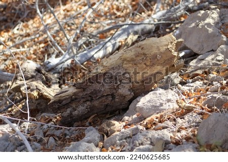 Split log lying upon a rocky autumn forest floor 