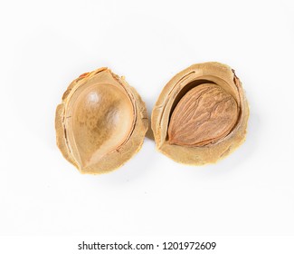 Split One Apricot Seed