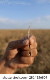 Split open rapeseed pod with ripe black canola seeds and septum inside, held in a farmer's hand. 