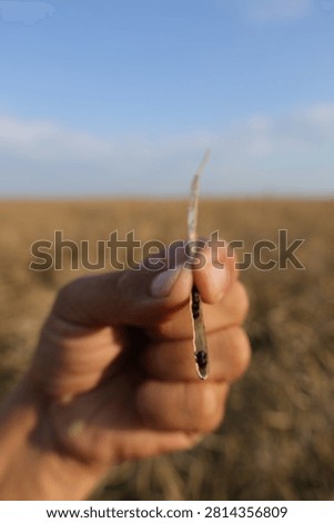 Split open rapeseed pod with ripe black canola seeds and septum inside, held in a farmer's hand. 