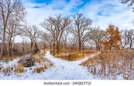 Split In Path, Snowy Forest And Trail In Quarry Hill Nature Center, Rochester, Minnesota On A Snowy Day