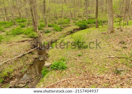 A split river on a trail in Patapsco Valley State Park