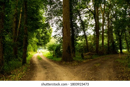 Split Road In The Woods. Scenic Forest With  Fresh Green Deciduous Trees. Location: Lower Saxony, Germany