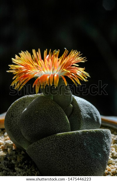 Split Rock Plant Pleiospilos Nelii Garden Stock Photo Edit Now 1475446223