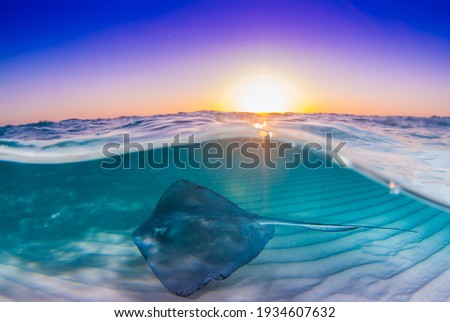 Similar – Image, Stock Photo A color split shot of wet sand with air bubbles, brown and bronze.