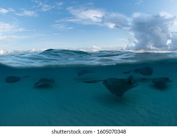 Split Shot Of Stingrays At Stingray City, Grand Cayman