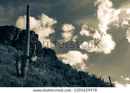 A split tone black and white detail of the Sonoran Desert landscape in Pima County, Tucson, Arizona. Towering saguaro cactus, a hillside covered in cacti leading up to rocky cliffs and beautiful sky.