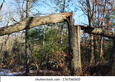 Split Tree Blocking The Hiking Path After A Massive Storm 