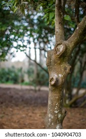 Split tree in park