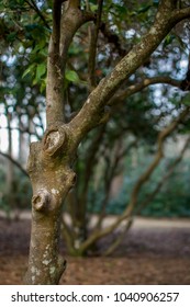 Split tree in park