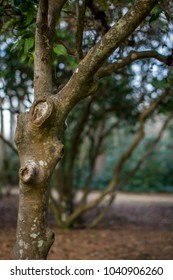 Split tree in park