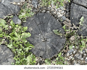 Split Tree Stump With Deep Fissures, StarLike Cracks Radiating From Center Amid Weeds And Gravel, Dramatic Texture And Strong Contrast Create Moody UrbanNature Narrative For Editorial