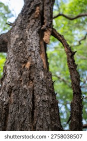 Split tree trunk with exposed inner wood and broken branch detai