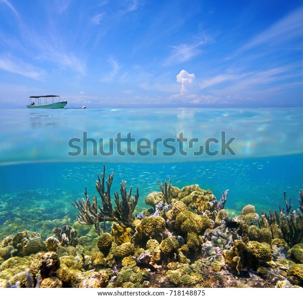Split View Above Under Sea Coral Stock Photo Edit Now 718148875