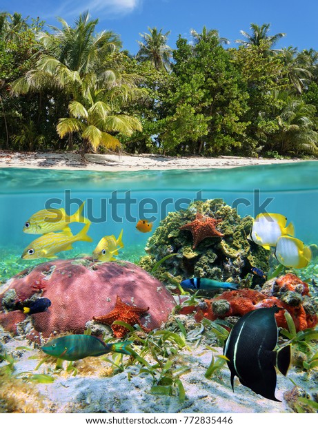Split View Over Under Sea Surface Stock Photo 772835446 | Shutterstock