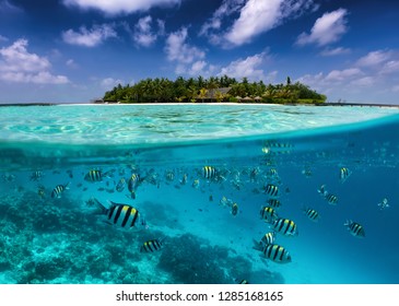 Split view to a tropical island with colorful fish in the turquoise sea, coconut palm trees and deep blue sky in the Maldives islands
