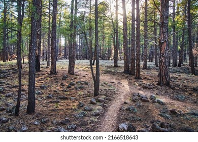 Split Walking Path In A Peaceful Pine Tree Forest