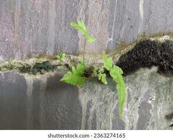 A split wall, embraced by the tenacious growth of moss and wild plants, offers a glimpse of nature's determination to reclaim even the man-made structures, creating a harmonious blend of human and nat