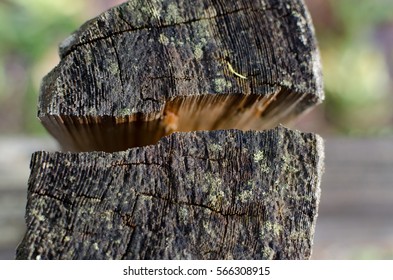 Split In Wooden Pole Of A Fence At Sammamish Trail