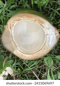 Split from a young green coconut that still has fresh young coconut water