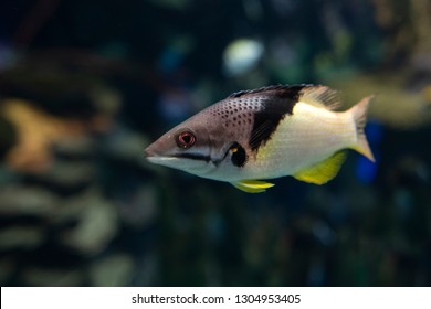 Split-level hogfish, Bodianus mesothorax, coral fish