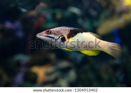 Split-level hogfish, Bodianus mesothorax, coral fish